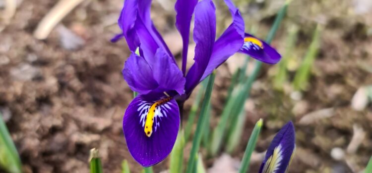 Kosatec síťkovaný – Iris reticulata